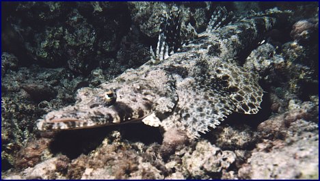 Krokodilfisch