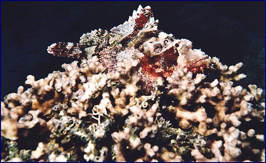 Scorpionfisch